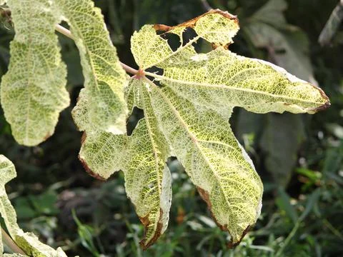 Green leaf with vains Stock Photos