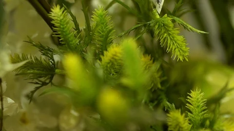 Green leaf variations for decoration, stock video Stock Footage 89591563