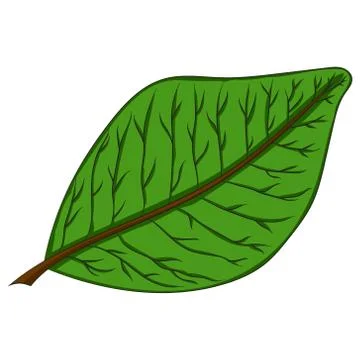 Green leaf. vector illustration. Drawing by hand. Stock Illustration