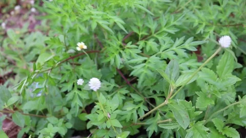Green leaf vegetable plants or kenikir leaves Stock Footage 219601554