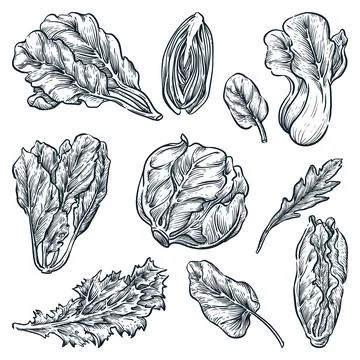 Green leaf vegetables set, hand drawn isolated design elements. Salad plants, Stock Illustration