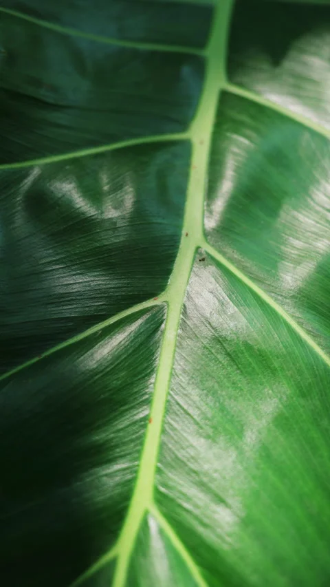Green leaf with vein and sunlight shining growing in the garden Video stock 240747291