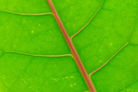 Green Leaf Vein Macro Background Foto stock
