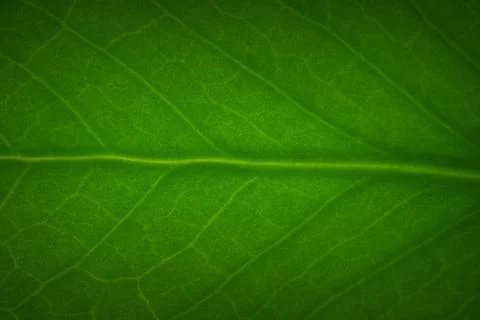 Green Leaf Vein Macro Texture Stock Photos