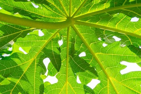 Green Leaf Vein Pattern Backlit Macro Stock Photos