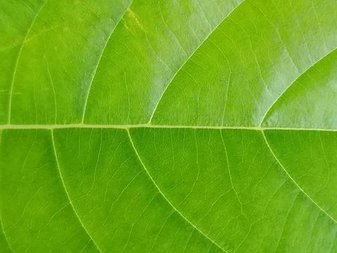 Green Leaf Vein Pattern Macro Background Stock Photos
