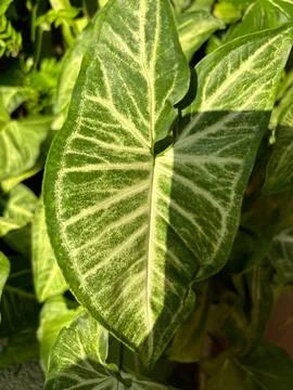 Green leaf with vein pattern Stock Photos