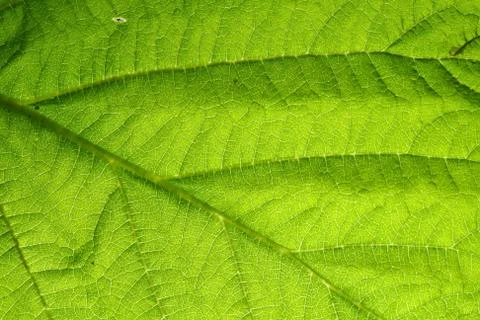 Green leaf vein Stock Photos