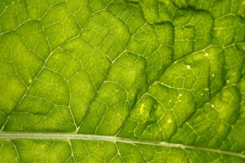 Green leaf vein Stock Photos