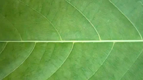 Green Leaf Vein Structure Macro Nature Background 写真素材