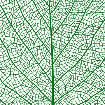 Green leaf vein texture, cell closeup background Иллюстрация