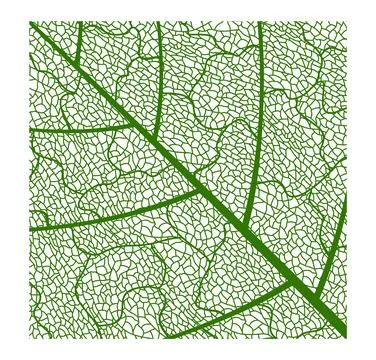 Green leaf vein texture with cell patterns 库存插图