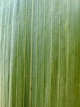 Green Leaf Vein Texture Macro Background Stock Photos