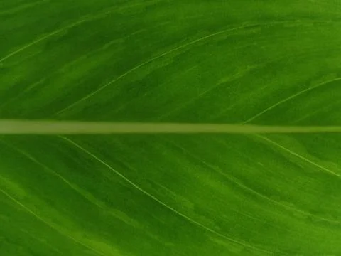 Green Leaf Vein Texture Macro Background Stock Photos
