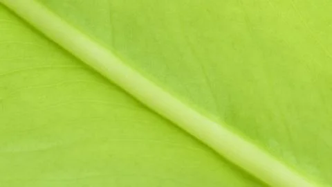 Green Leaf vein texture Stock Photos