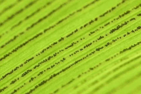 Green Leaf vein texture Stock Photos