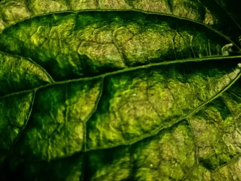 Green Leaf Vein Texture Stock Photos