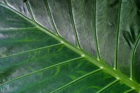 Green leaf veins macro abstract texture close up Stock Photos