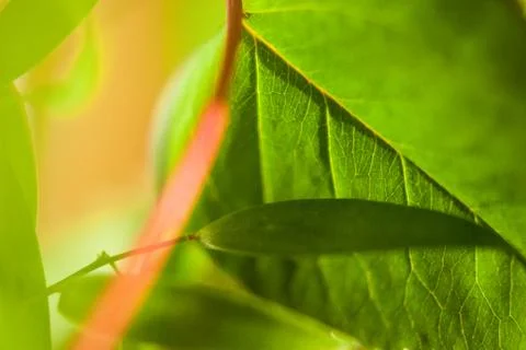 Green leaf veins Stock Photos