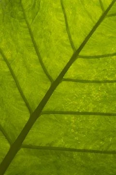 A green leaf with veins Stock Photos