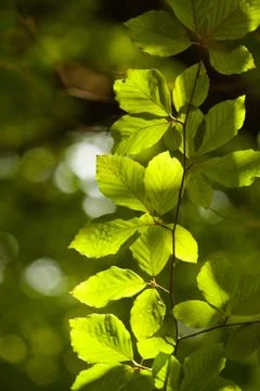 Green leaf veins texture Stock Photos