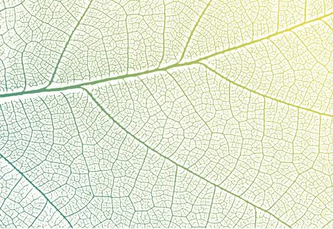 Green leaf veins texture. Vector nature background Stock Illustration