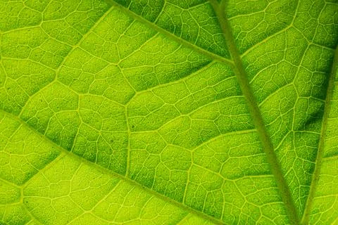Green leaf veins textures for backgrounds and wallpaper. Texture background.. Stock Photos