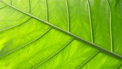 Green leaf video background Stock Footage 160166761