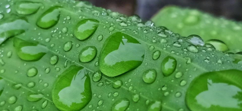 Green leaf view horizontal leaf background with water drop Stock Photos