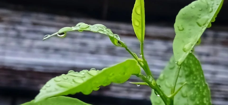 Green leaf view horizontal leaf background with water drop Stock Photos