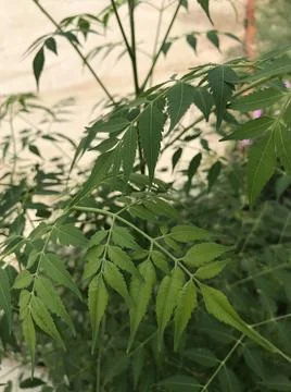 Green leaf view Stock Photos