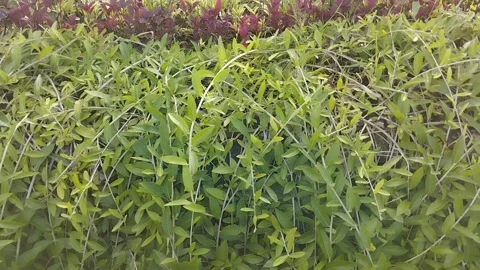Green leaf vines Stock Footage 217357834