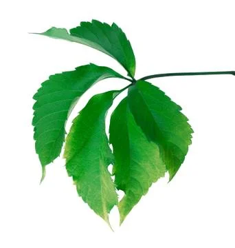 Green leaf (Virginia creeper leaf) Stock Photos