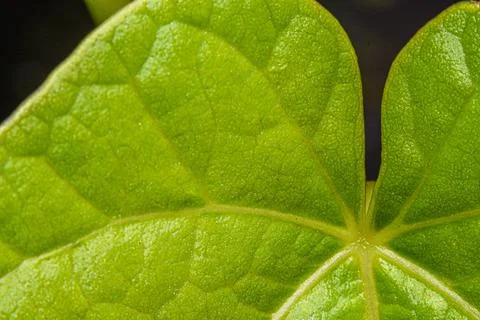 Green leaf with visible veins, pattern and defined texture Stock Photos
