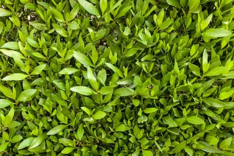 Green leaf wall background horizontal image Foto stock