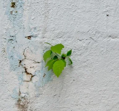 The green leaf on wall background Stock Photos
