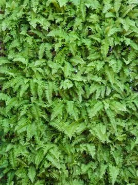 Green leaf wall background Stock Photos