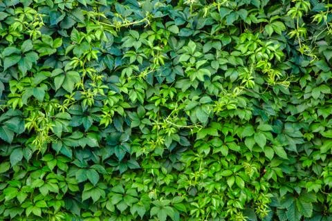 Green leaf wall for background Stock Photos