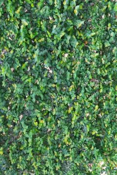 Green leaf wall background. Foto stock