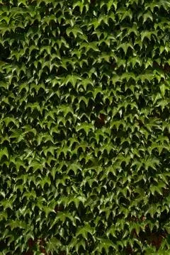 Green leaf wall as background texture Stock Photos