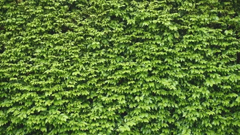 Green leaf wall Stock Footage 138596370