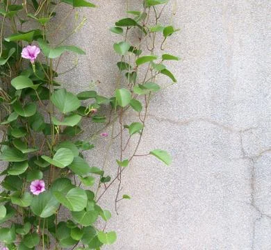Green leaf on the wall Stock Photos