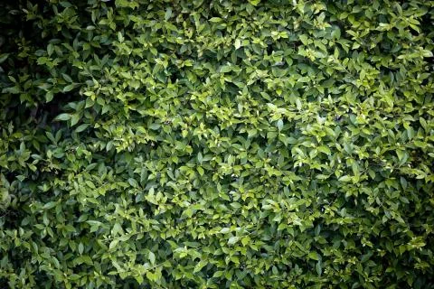 Green leaf wall Stock Photos