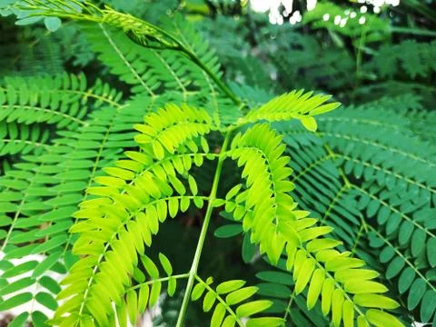Green leaf on the wall Stock Photos
