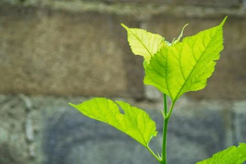 Green leaf on the wall Stock Photos