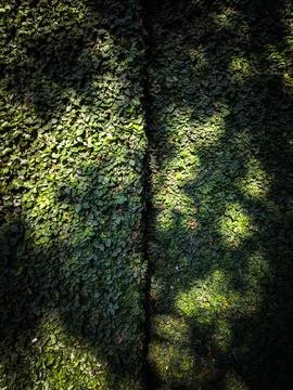 Green leaf wall 写真素材