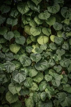 Green leaf wall. Stock Photos
