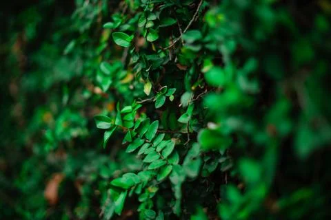 Green leaf wall texture background. Vine on the wall. Nature of green plant.. Stock Photos