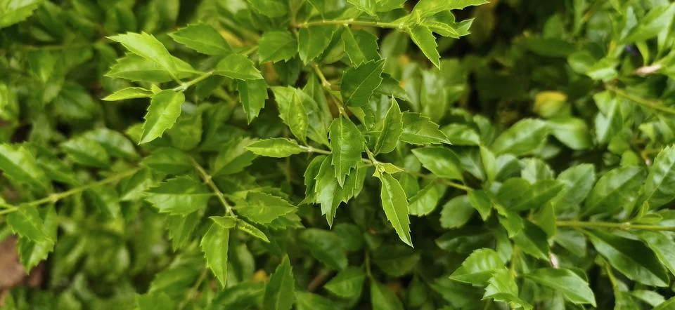 Green leaf wall texture background. Nature view of green plants. Environmen.. Stock Photos
