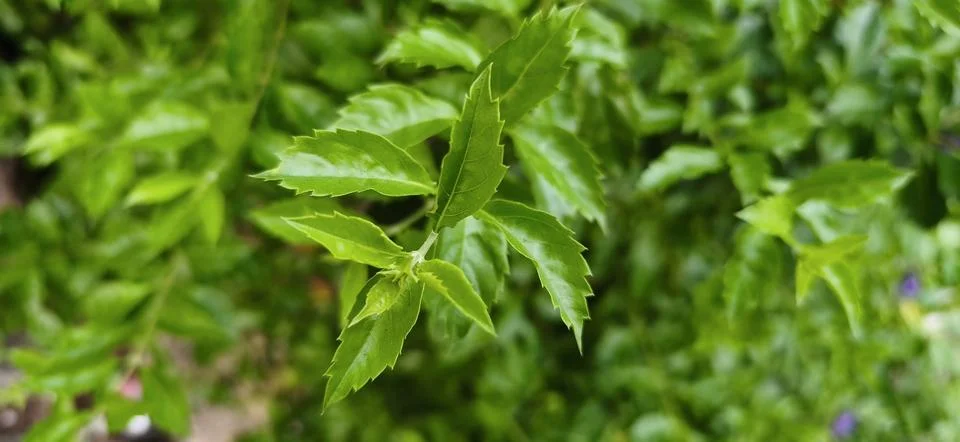 Green leaf wall texture background. Nature view of green plants. Environmen.. Stock Photos